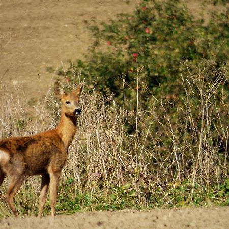 Rekreacne Zariadenie Chmelisko Pruzina Экстерьер фото